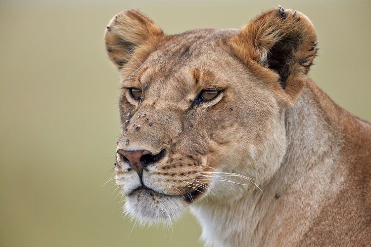 Lioness