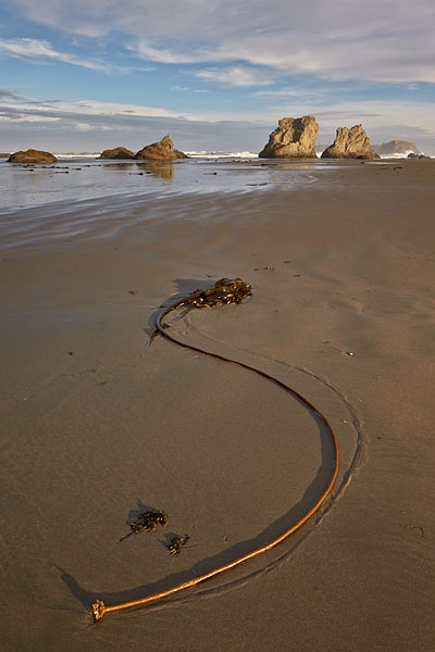 Seaweed And Sea Stacks