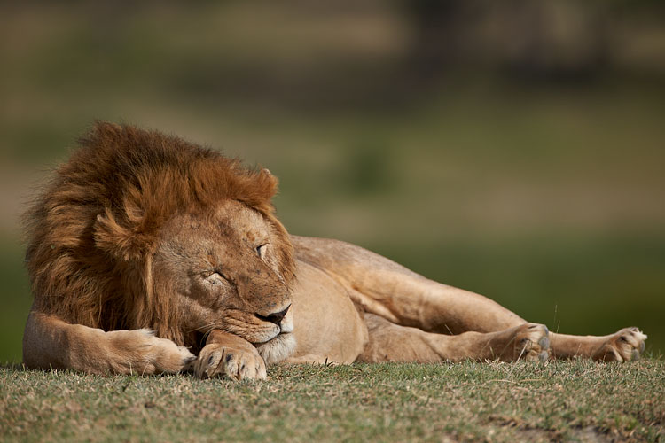 Lion Sleeping
