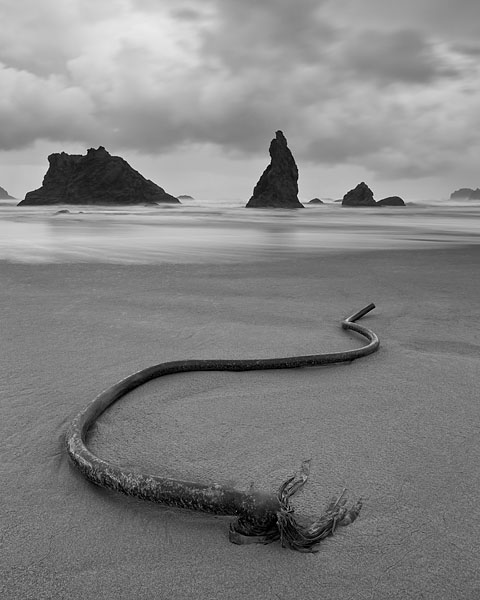 Kelp On The Beach