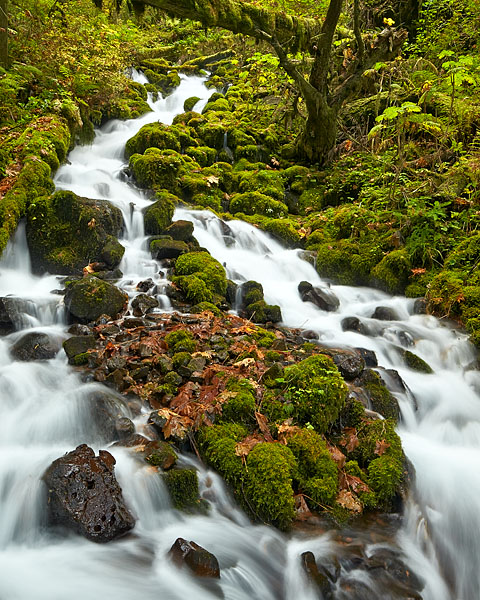 Mossy Cascades