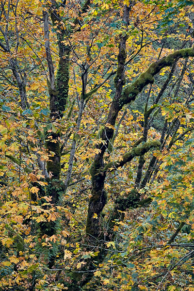 Bigtooth Maple