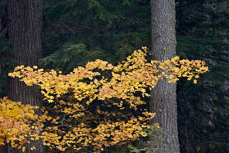 Vine Maple