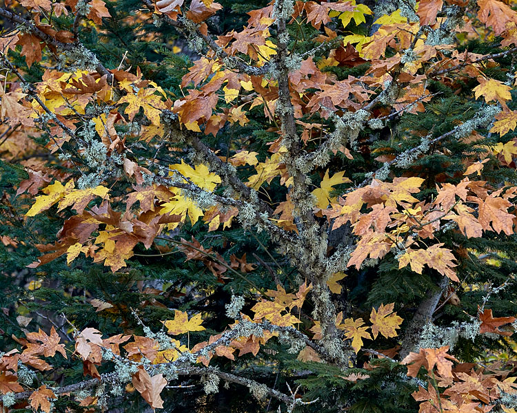 Bigleaf Maple