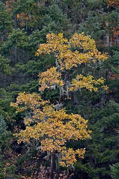 Garry Oak