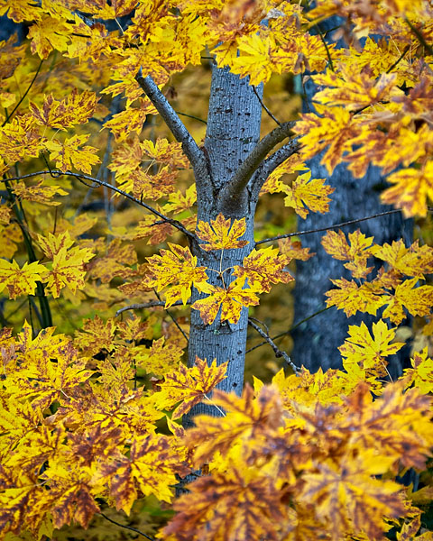 Bigleaf Maple