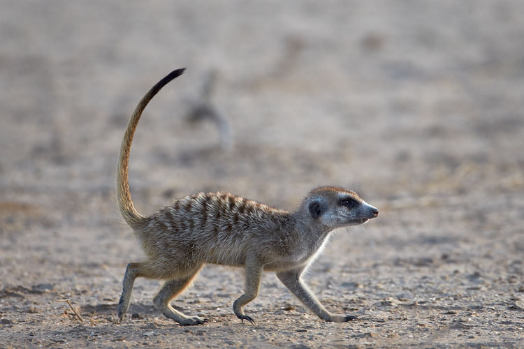 Meerkat
