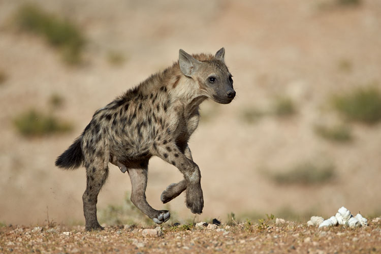 Spotted Hyena