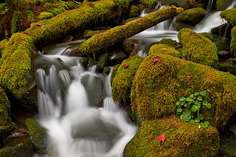 Mossy Cascades