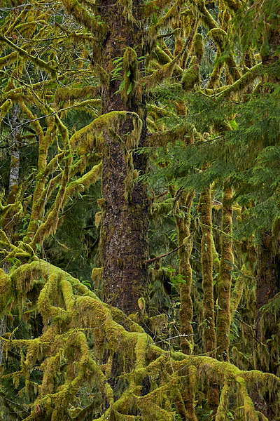 Mossy Branches