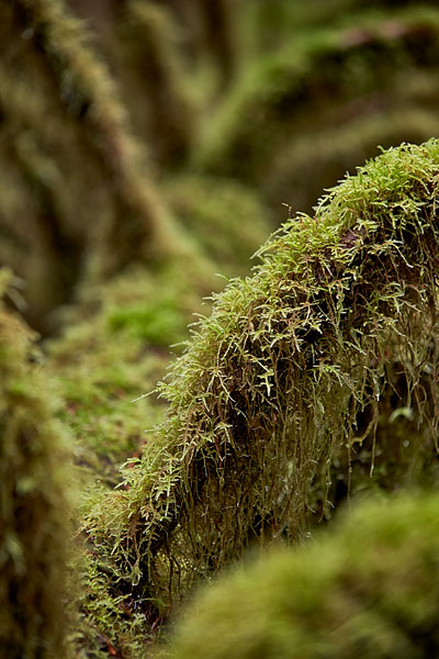 Moss