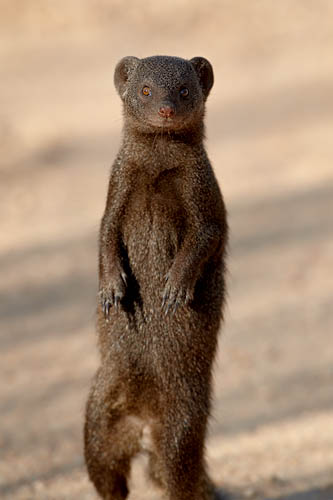 Dwarf Mongoose