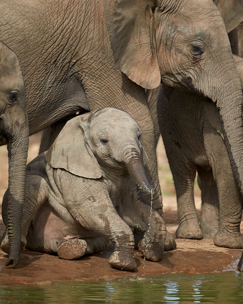 Baby Elephant At The Water Hole