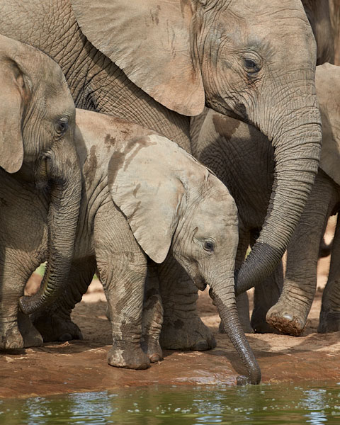 Baby Elephant Drinking Properly