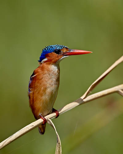 Malachite Kingfisher