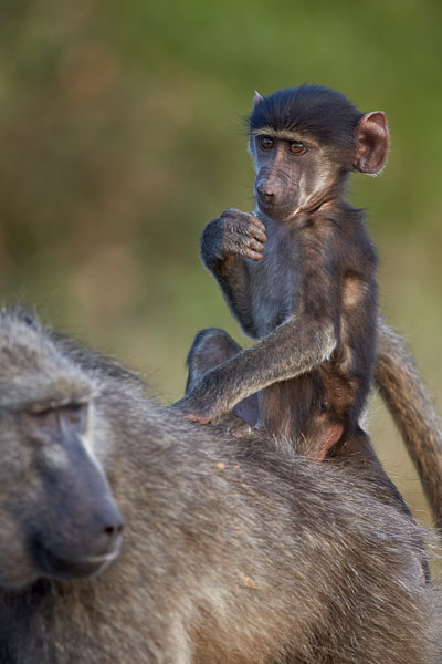 Infant Chacma Baboon