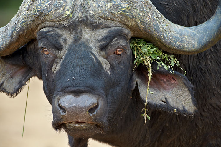Cape Buffalo
