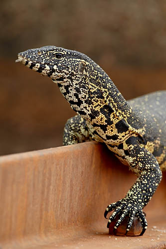 Water Monitor