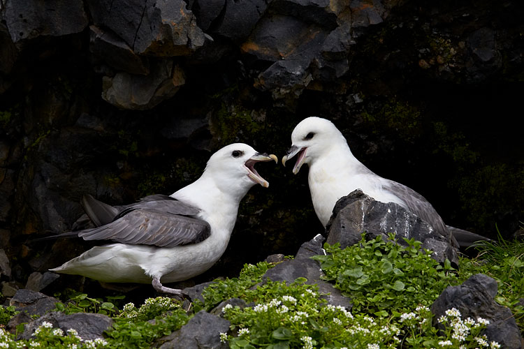 Northern Fulmar Pair