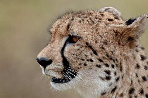 Cheetah
