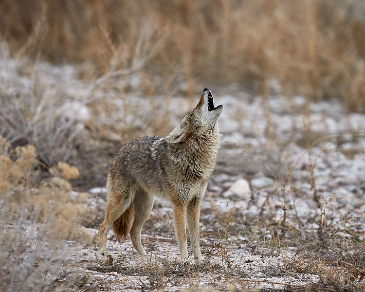 Coyote Howling