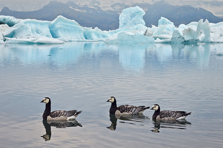 Barnacle Geese