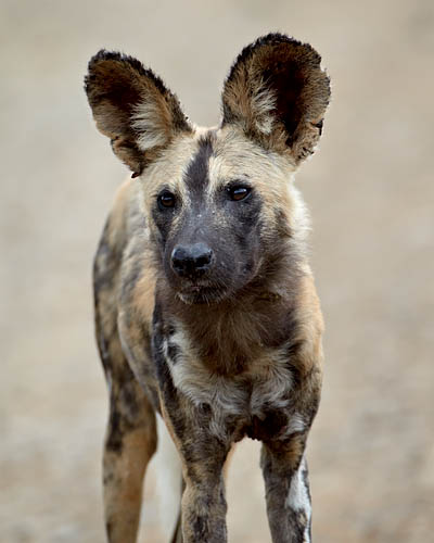 African Wild Dog