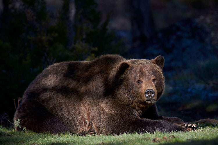 Grizzly Bear Resting