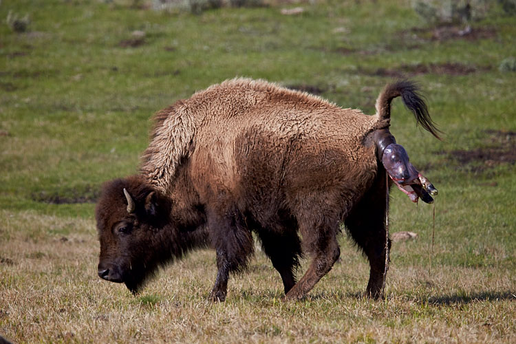 Bison Giving Birth (T-0:0:25)