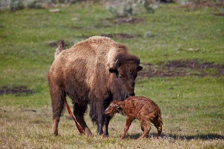 Newborn Bison Calf Standing (T+0:11:44)