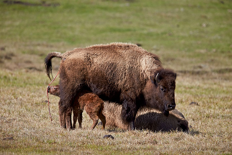 Newborn Bison Calf Trying To Nurse (T+0:33:7)