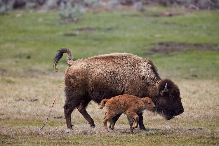 Newborn Bison Walking Confidently (T+2:21:55)