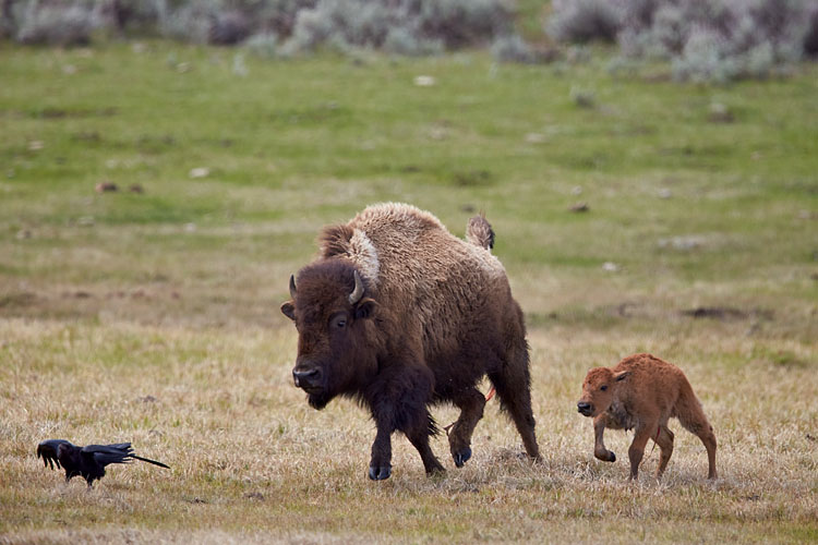 Newborn Bison Chasing A Raven (T+2:32:12)