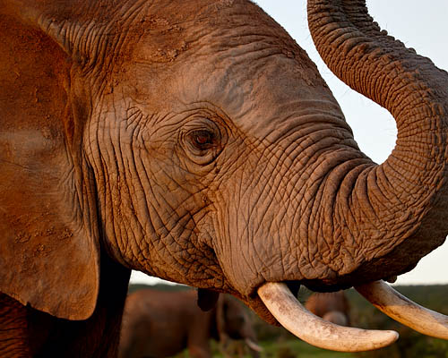 African Elephant