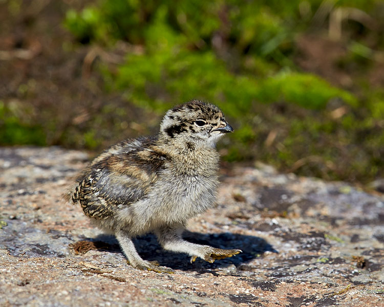 White-Tailed Ptarmigan Chick