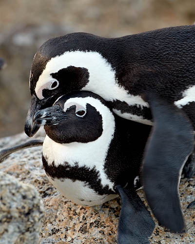 African Penguin Pair Mating