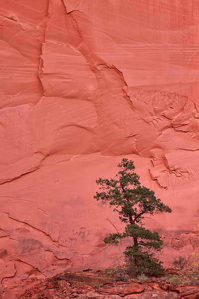 Evergreen And Cliff