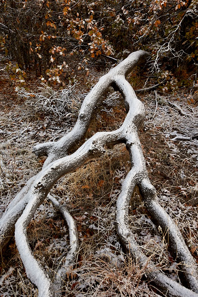 Branches