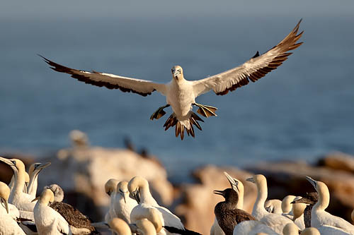 Cape Gannet Landing