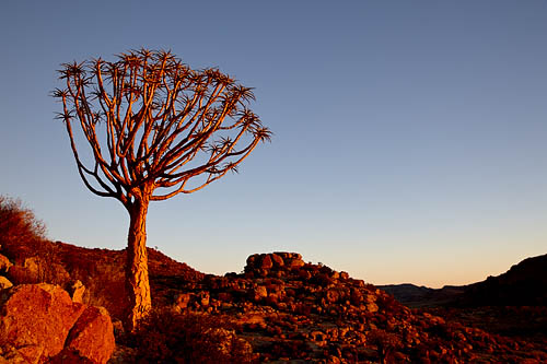 Quiver Tree