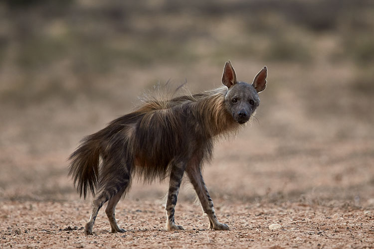 Brown Hyena