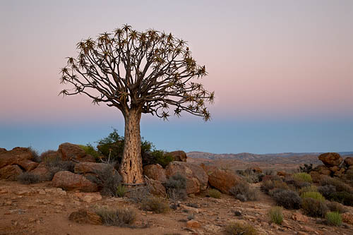 Quiver Tree At Dawn