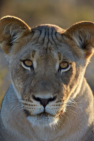 Lioness