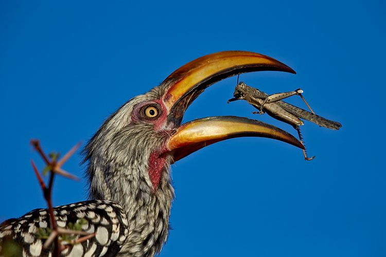 Southern Yellow-Billed Hornbill