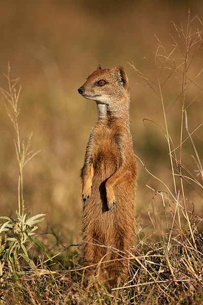 Yellow Mongoose Prairiedogging