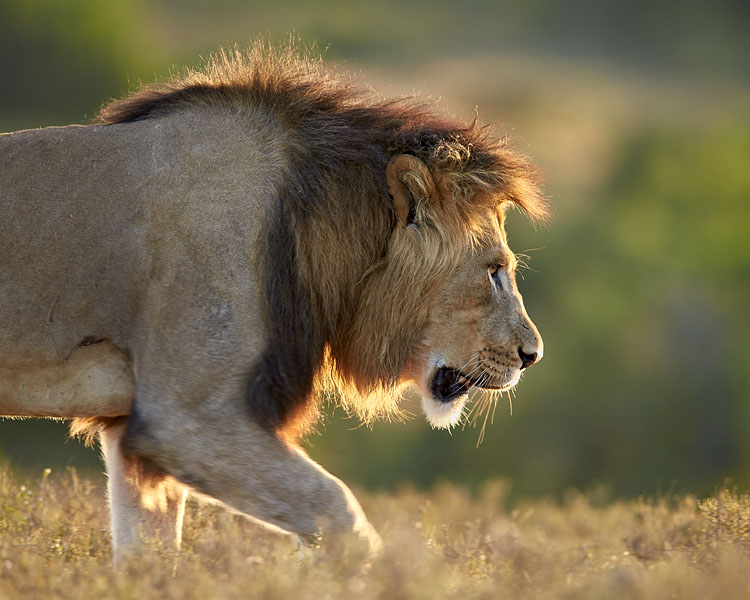 Lion