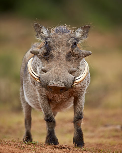 Warthog