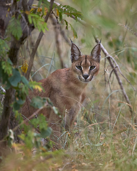 Caracal