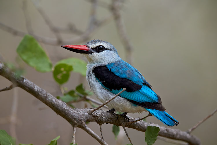 Woodland Kingfisher