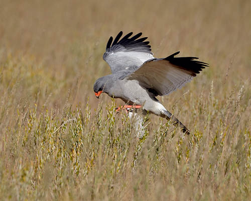 Pale Chanting Goshawk